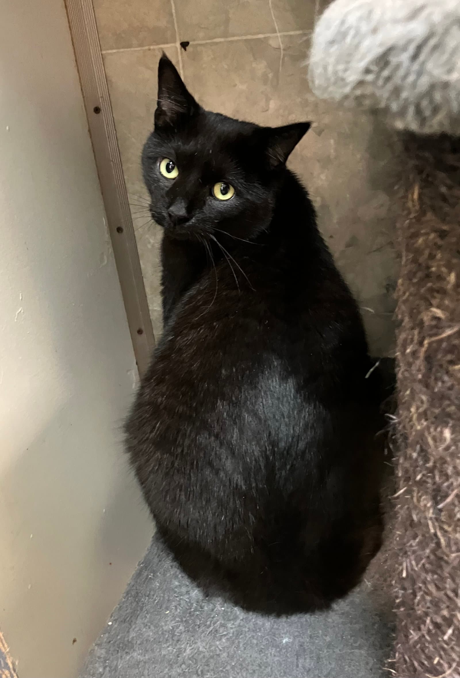 Guillermo - Domestic Short Hair