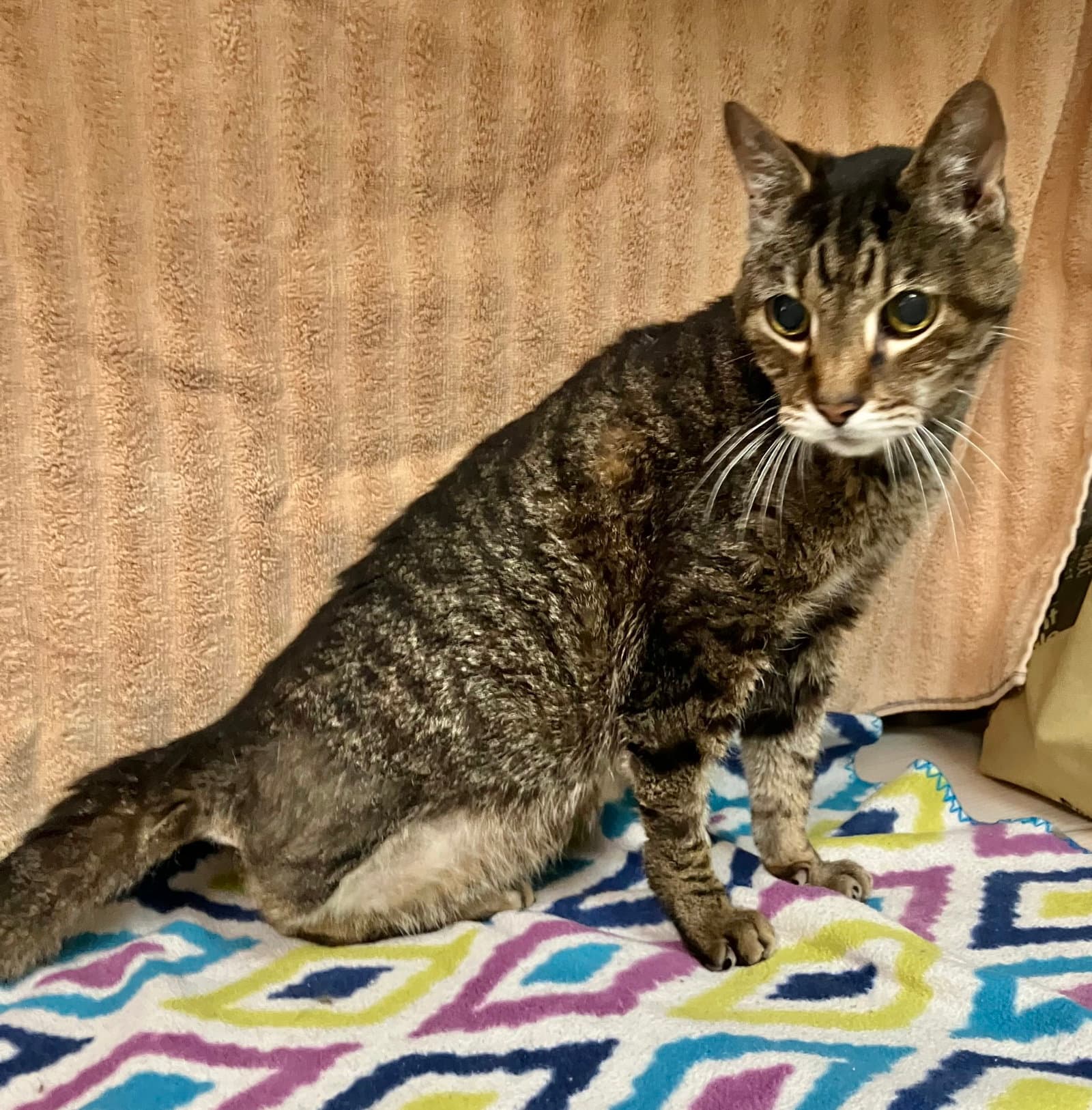 Yuki - Tabby