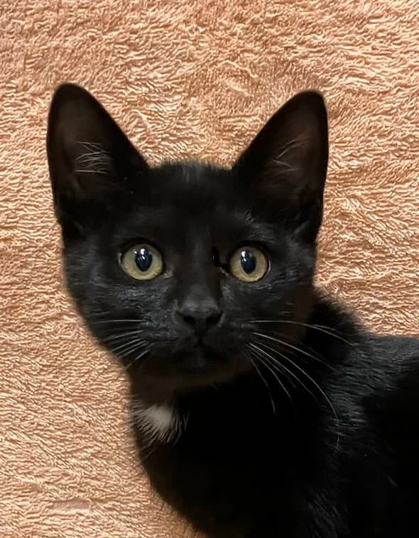 Dempsey - Domestic Short Hair
