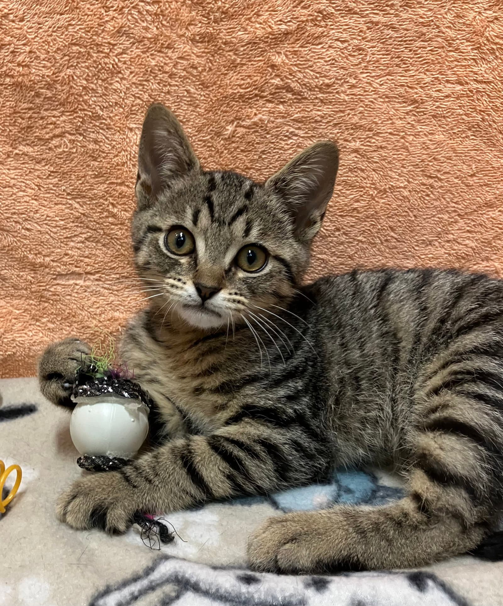 Dylan - Tabby