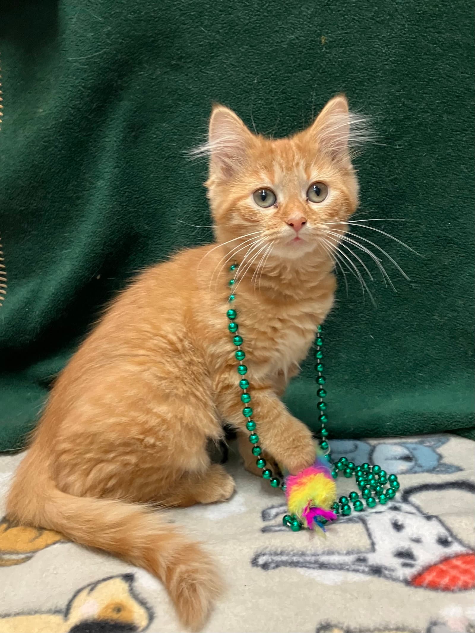 Pebbles Bonded With Wilma - Domestic Medium Hair