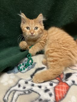 Pebbles Bonded With Wilma image 3