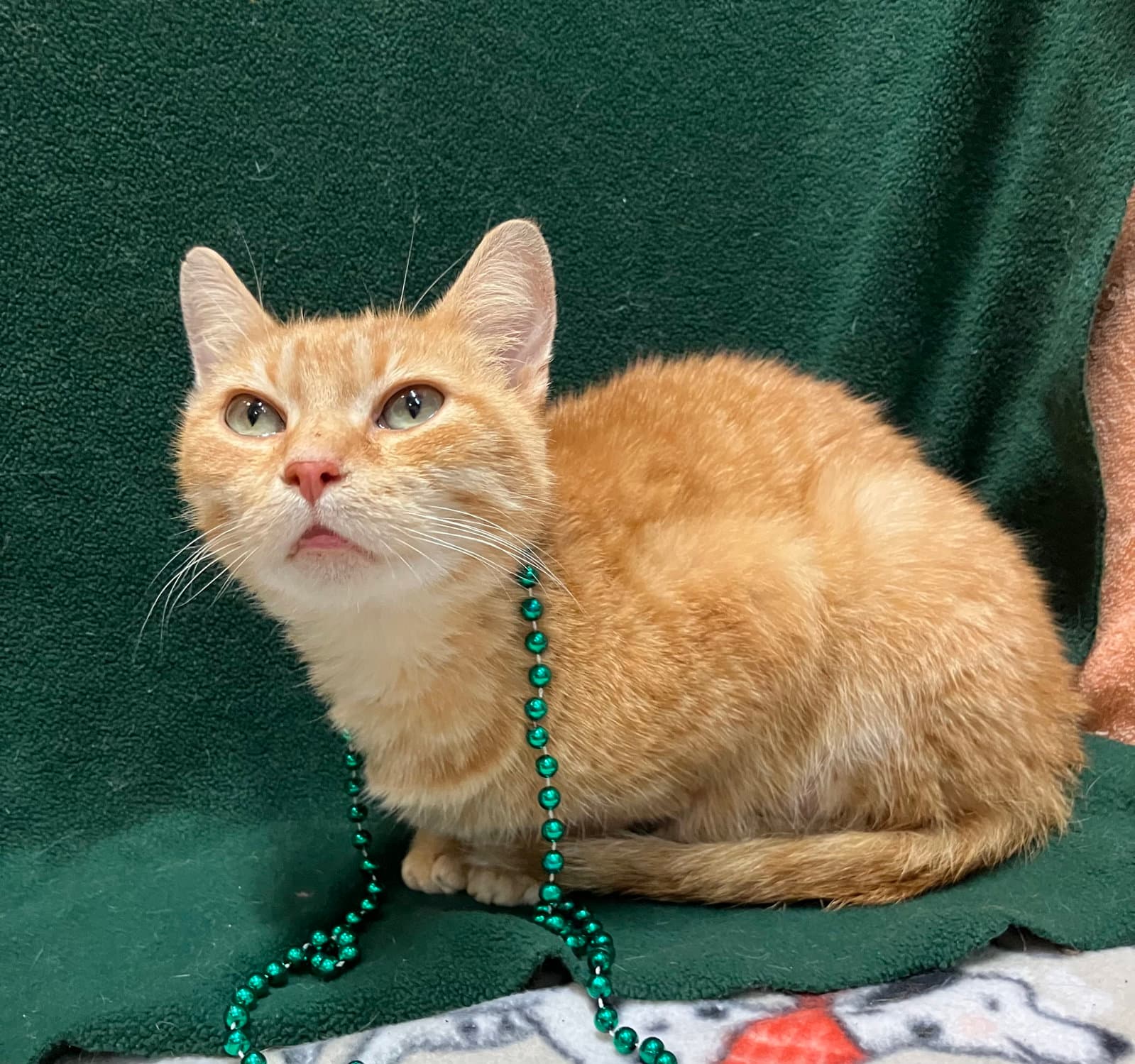 Wilma Bonded With Pebbles - Domestic Short Hair