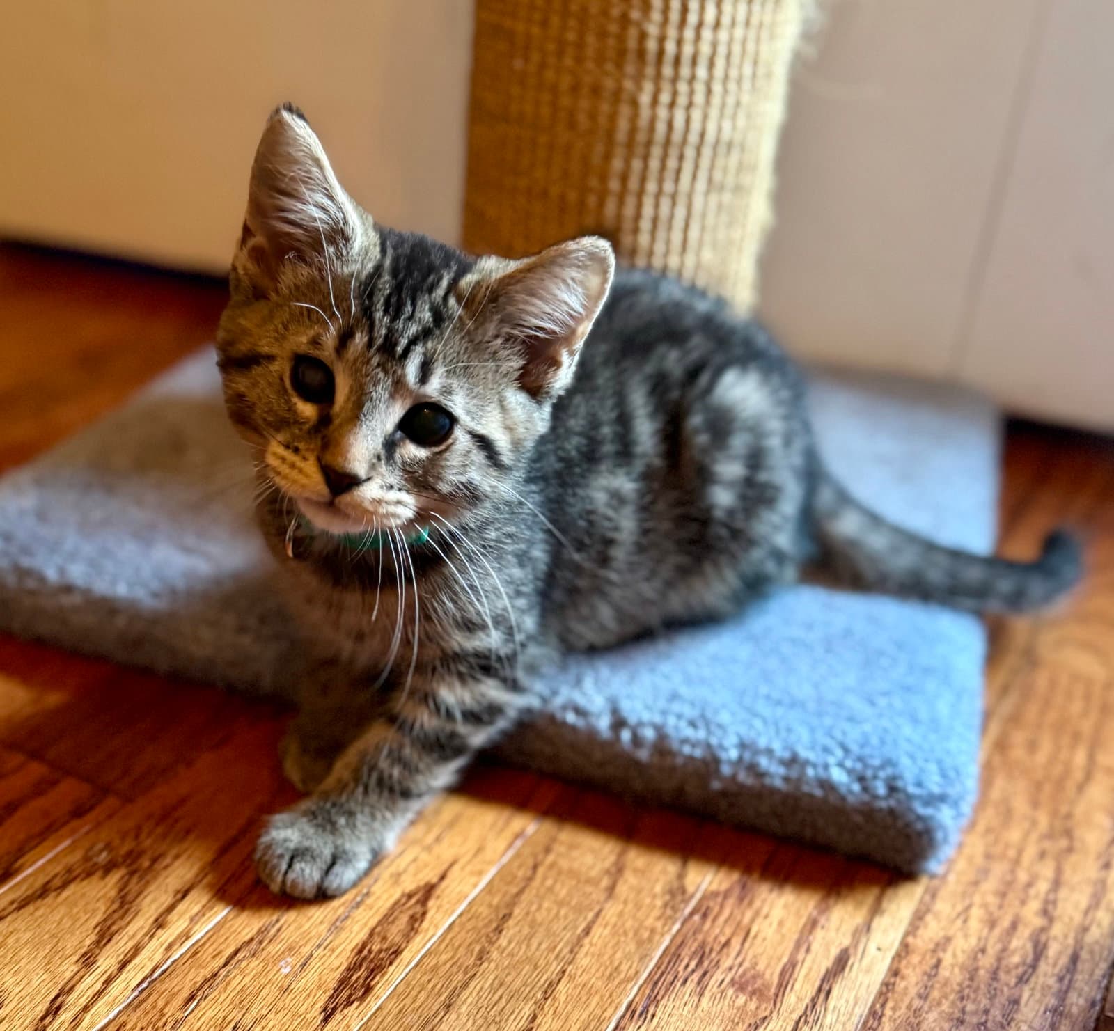 Gumbo