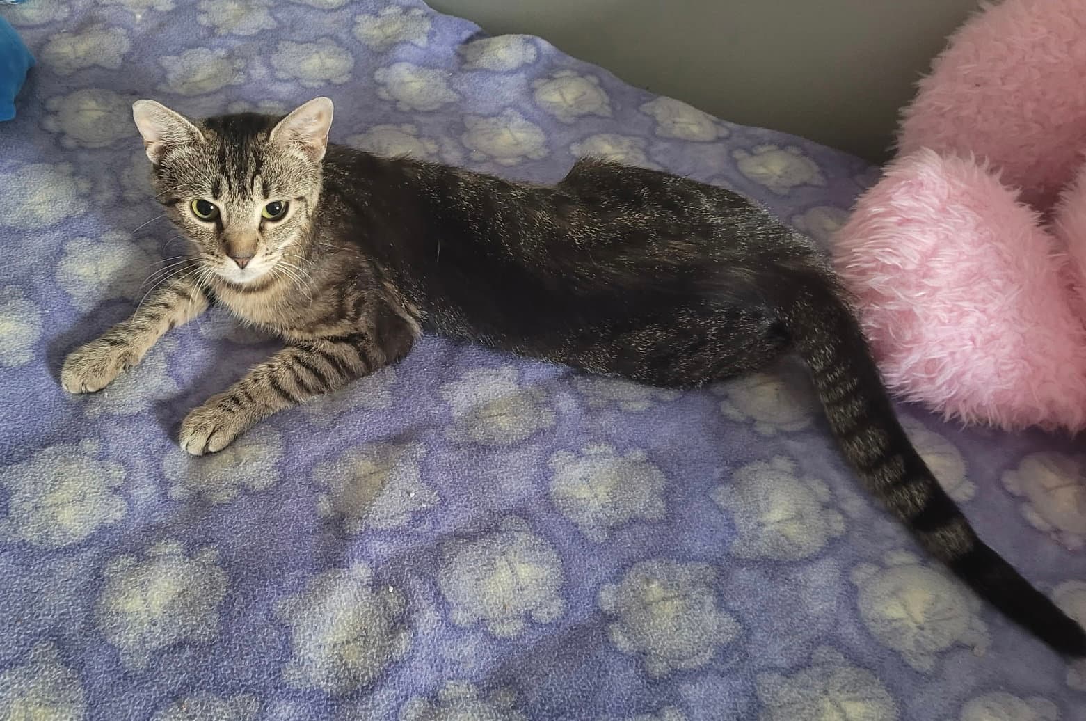 Katniss - Domestic Short Hair