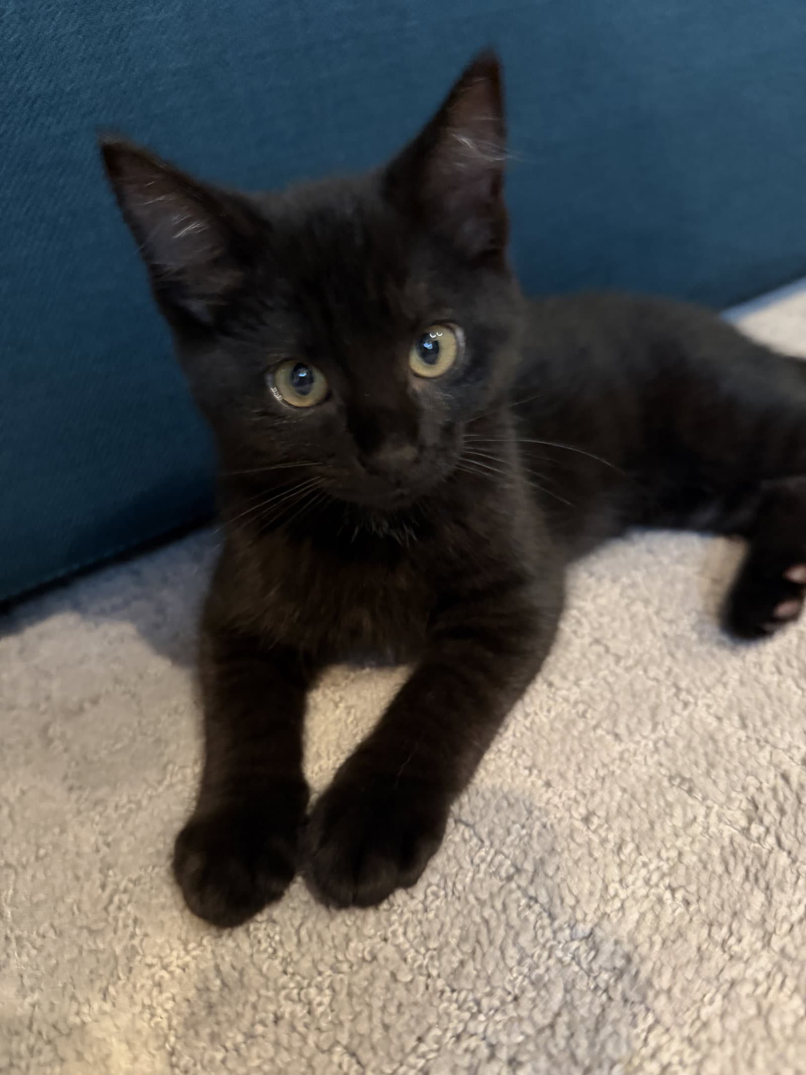 Jules - Domestic Short Hair