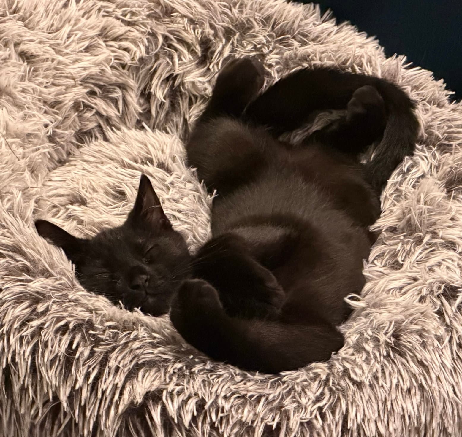 Vincent - Domestic Short Hair