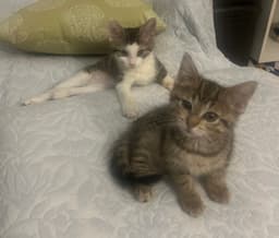 Summer Bonded With Morty image 3