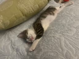 Morty Bonded With Summer image 2