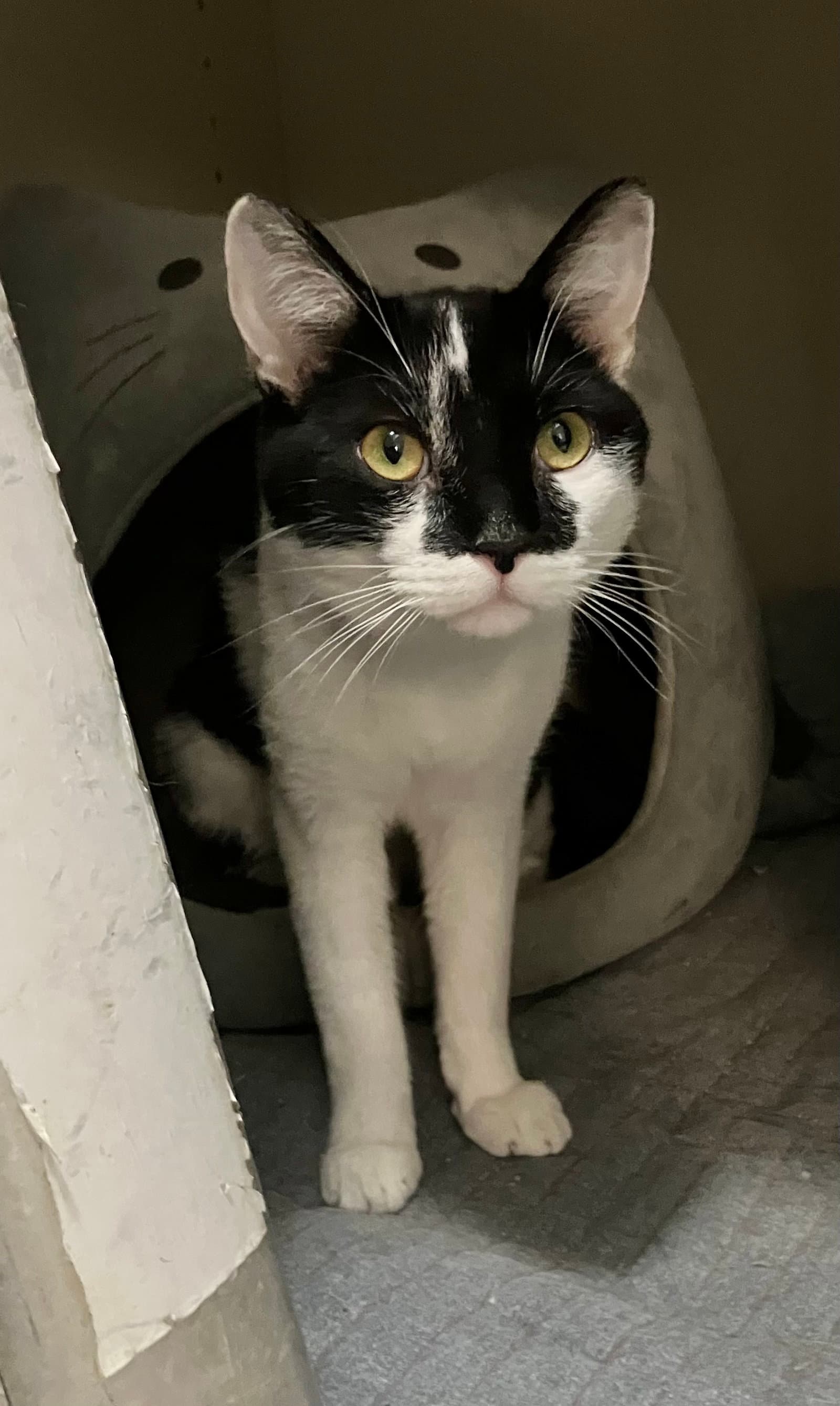 Tux - Domestic Short Hair