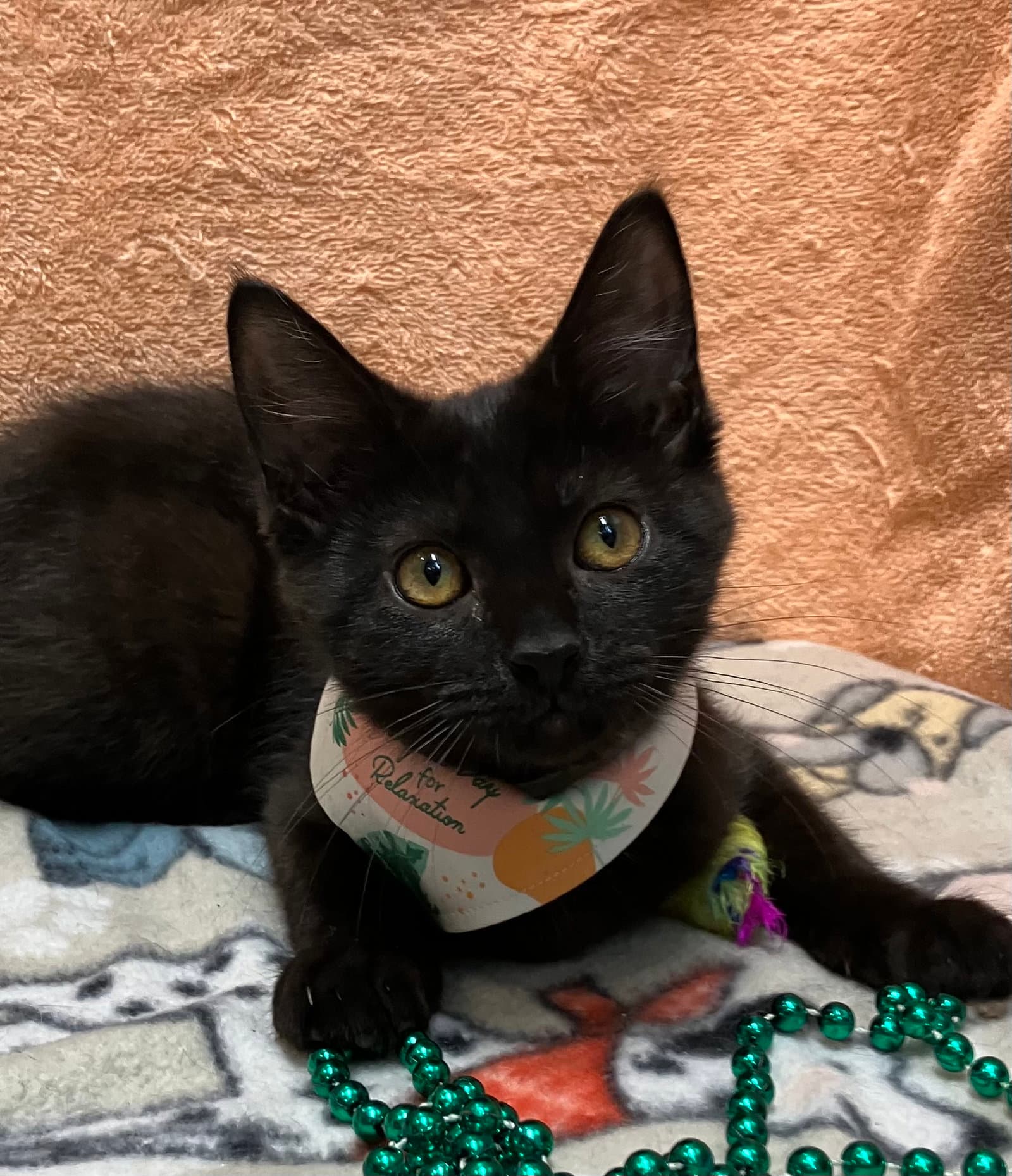 Maeve - Domestic Short Hair
