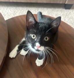 Mochi image 1