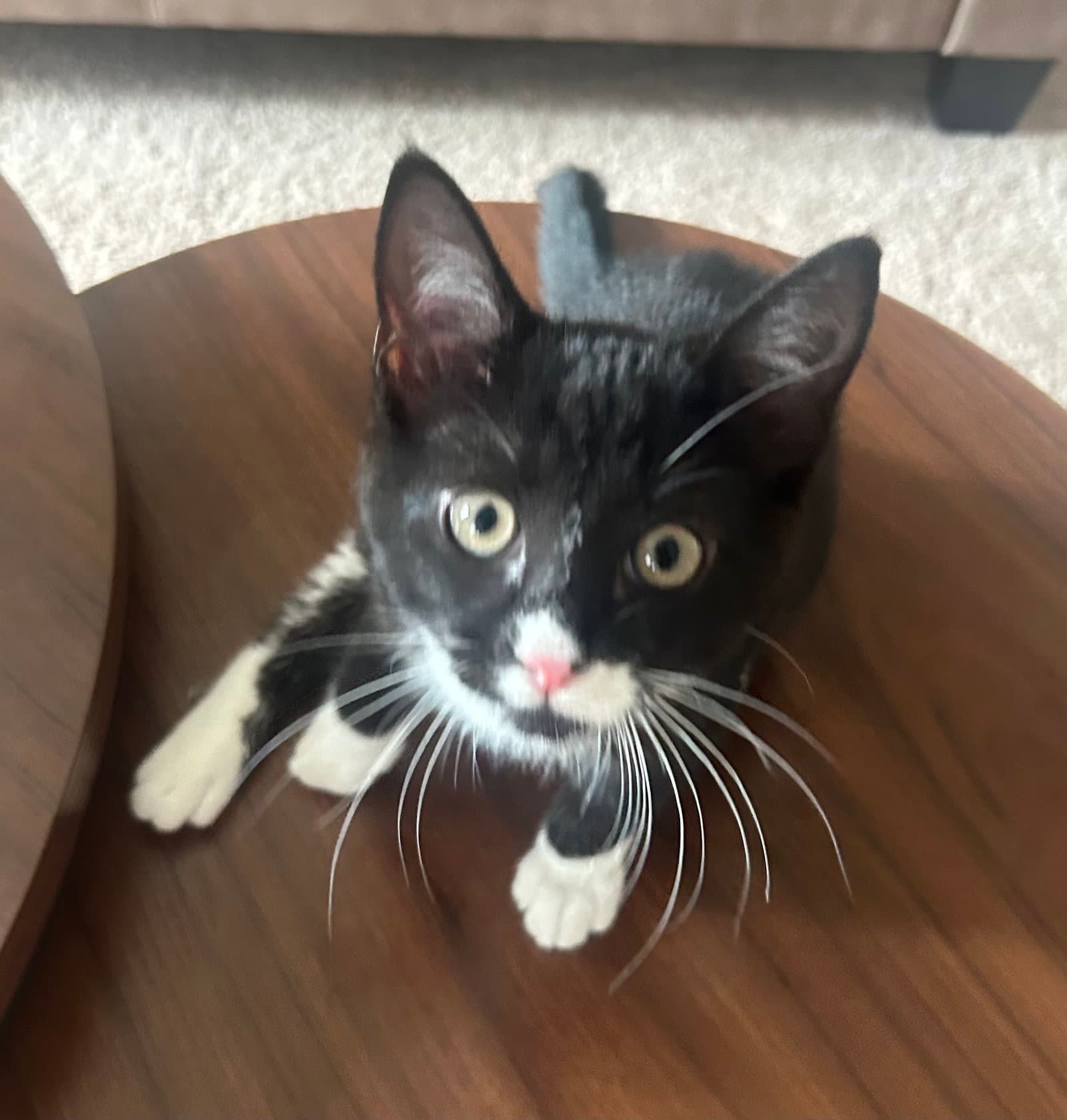 Mochi - Domestic Short Hair