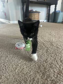 Mochi image 2