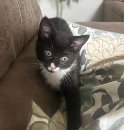 Mochi image 3