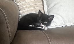 Mochi image 4