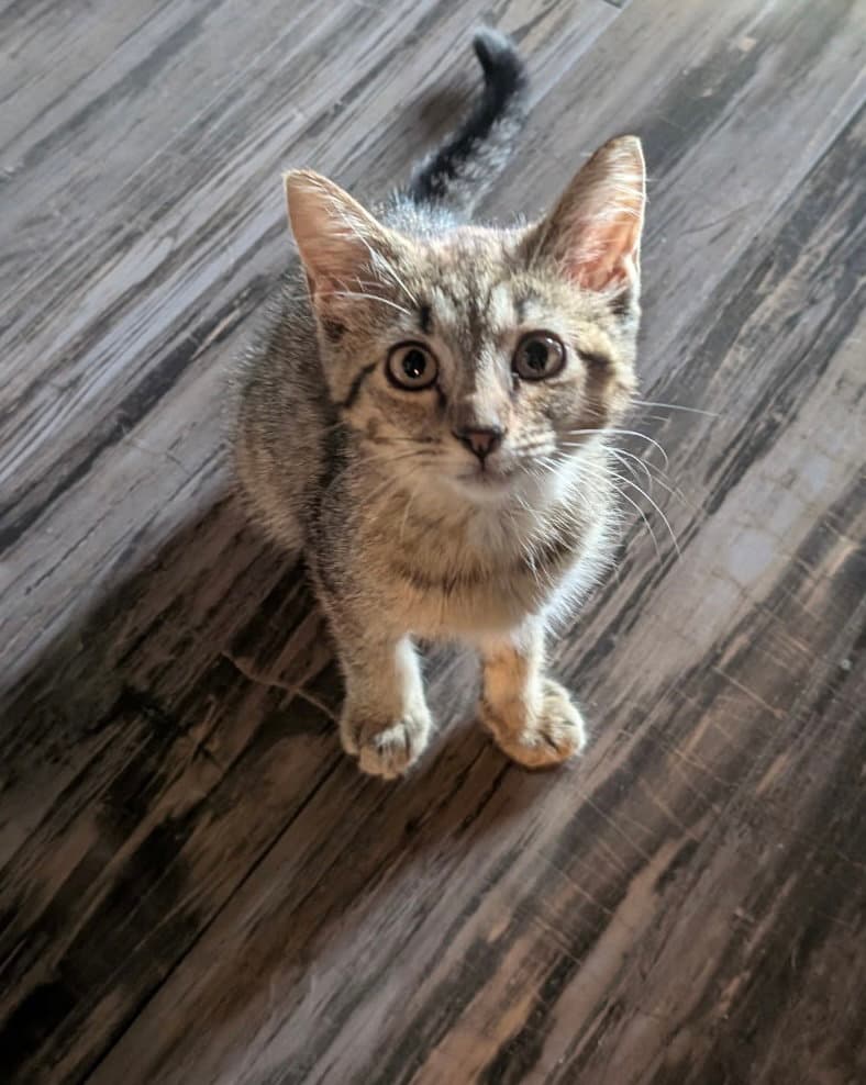 Cinnamon Roll - Tabby