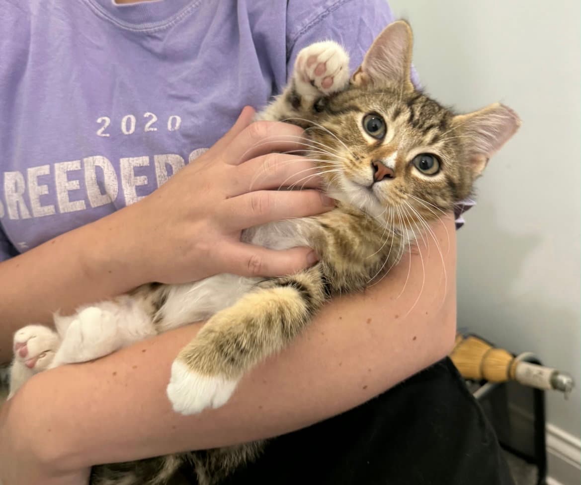 Custard - Tabby