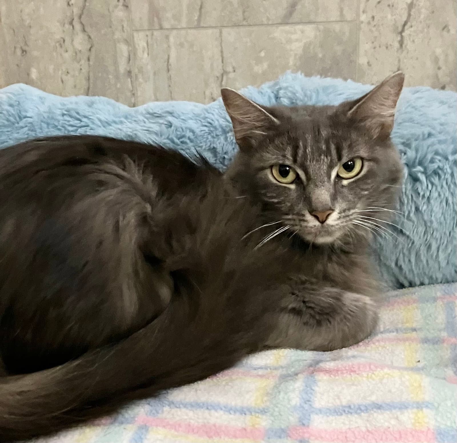 Long Grey - Domestic Long Hair