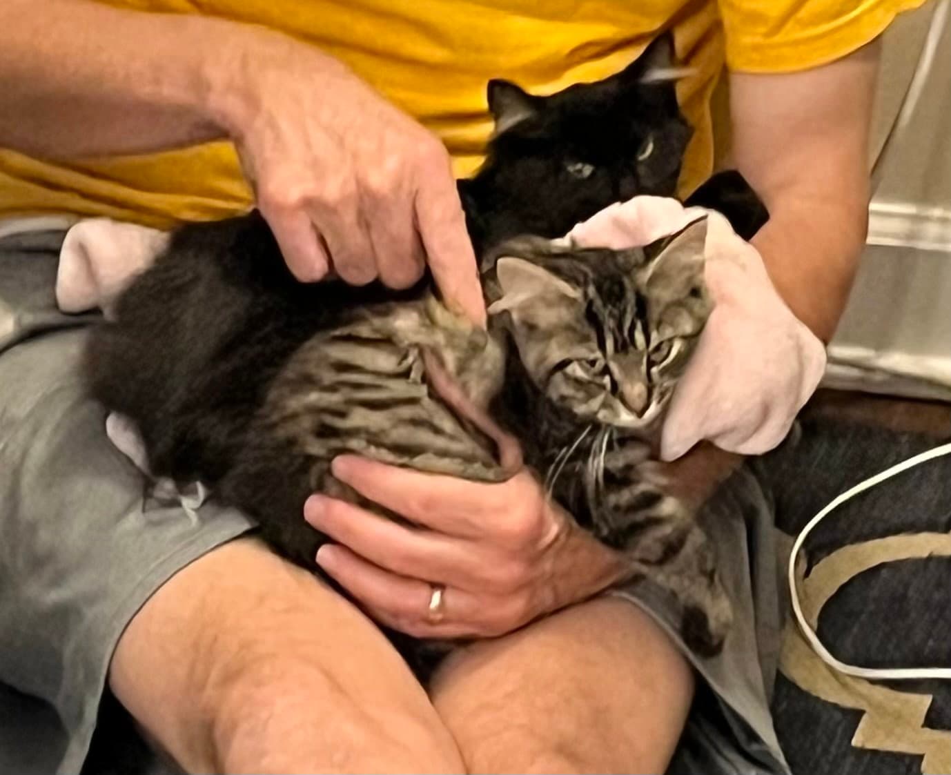 Burt Bonded With Sally - Domestic Long Hair