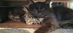 Sally Bonded With Burt image 2