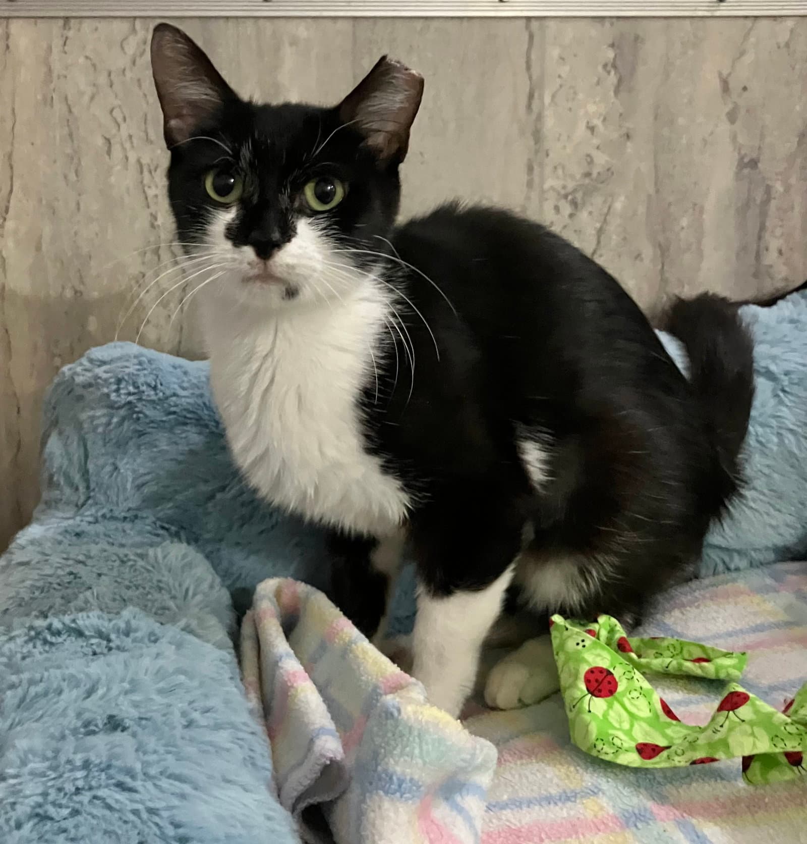 Bridlewood - Domestic Short Hair