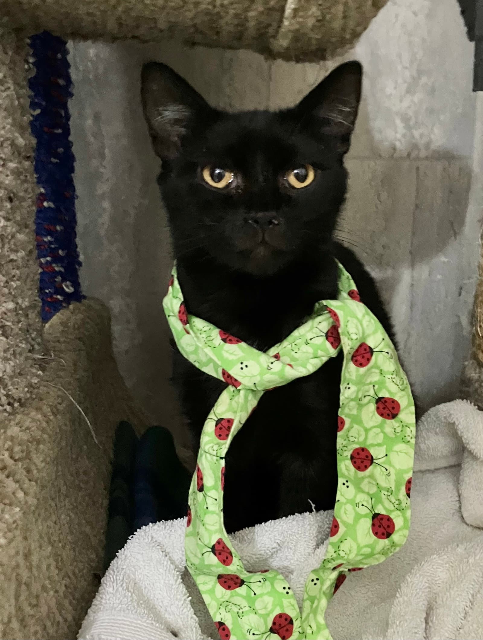 Zaza - Domestic Short Hair