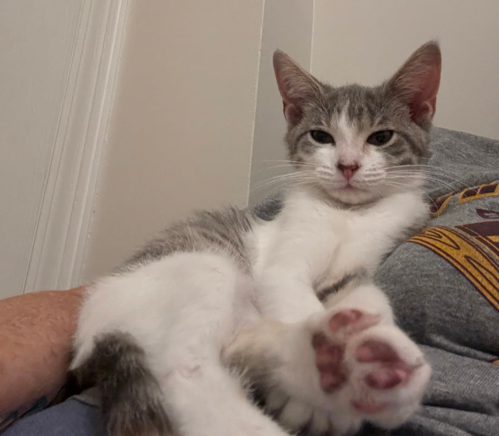 Ella Fitzgerald - Domestic Short Hair