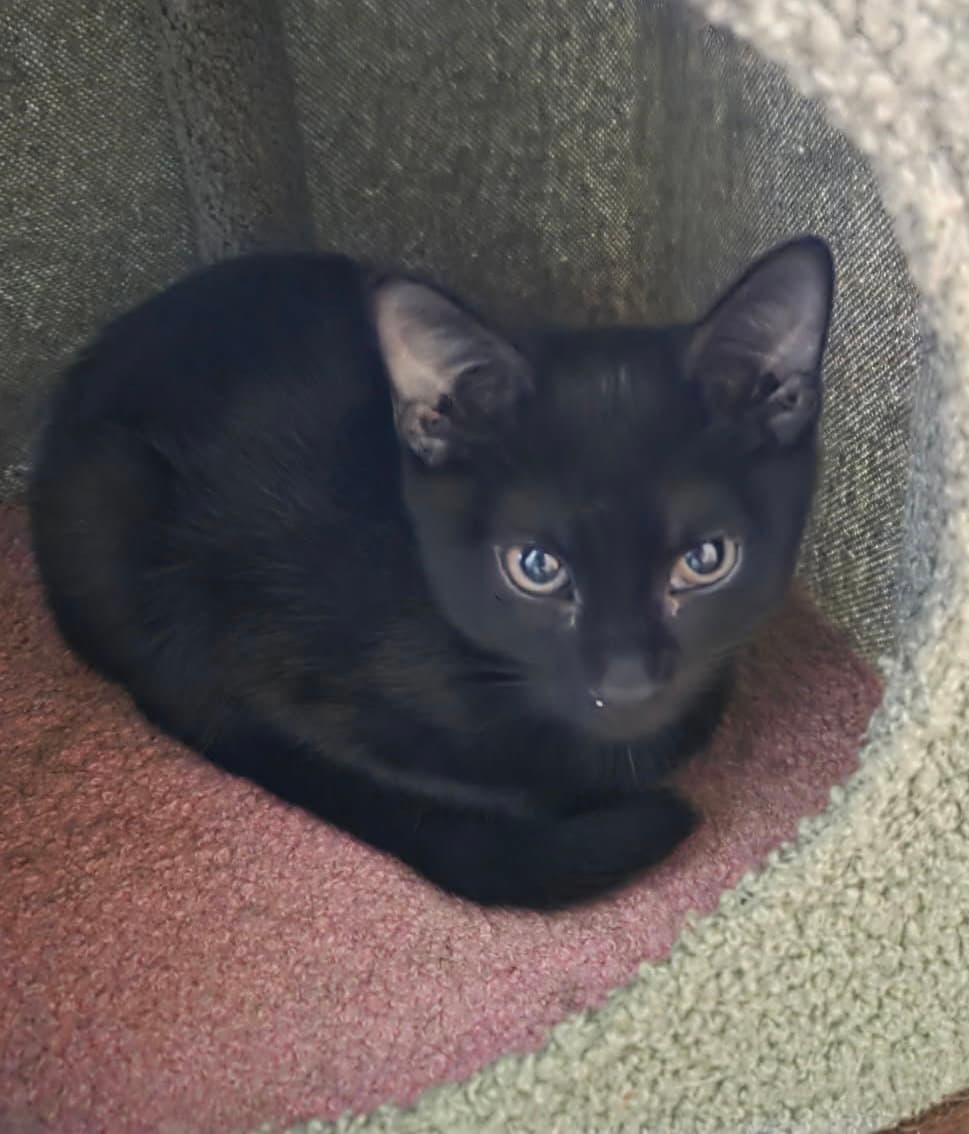 Vash - Domestic Short Hair