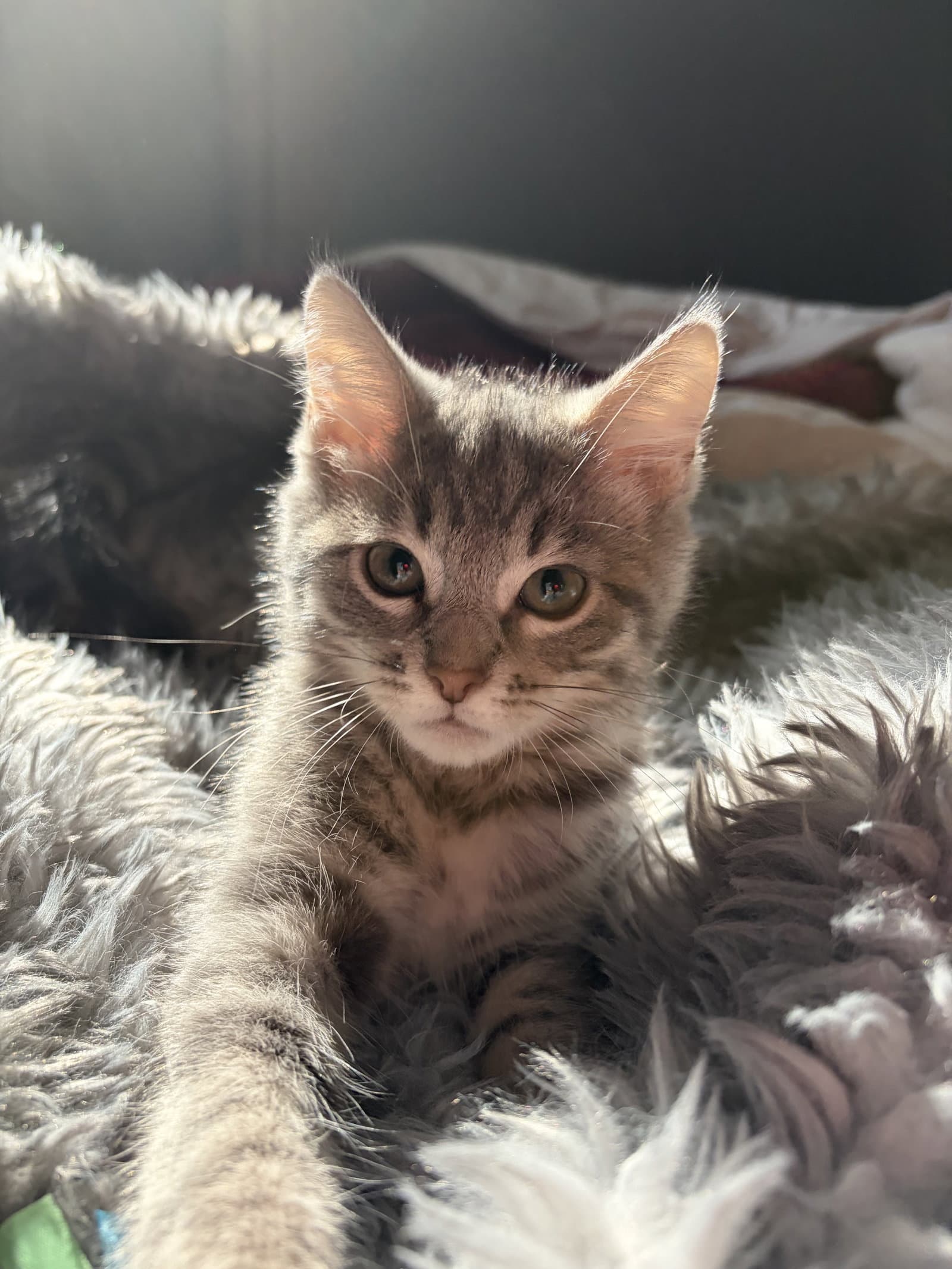 Mustard - Domestic Short Hair
