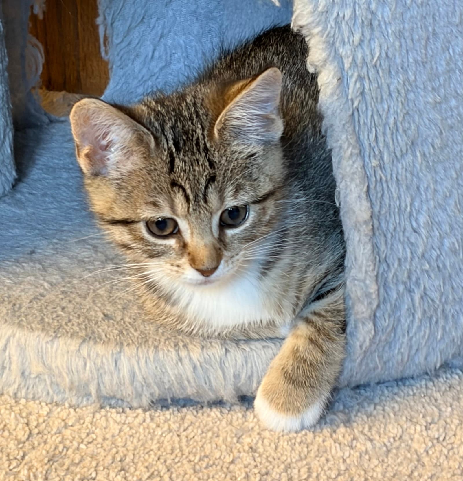 Viola - Domestic Short Hair