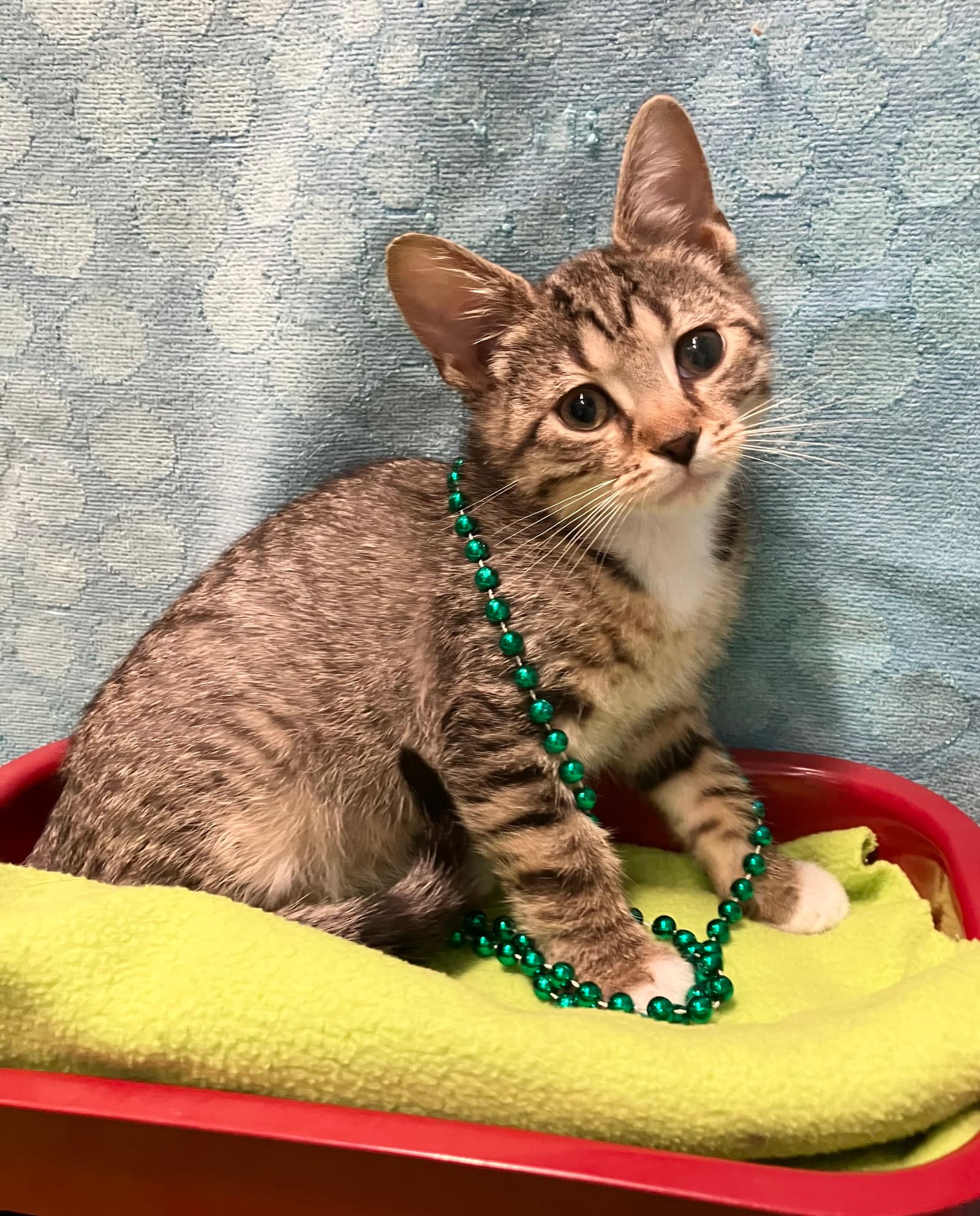 Orsino - Domestic Short Hair