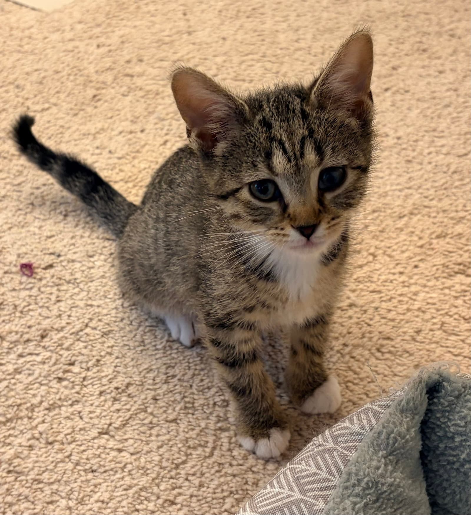 Sebastian - Domestic Short Hair