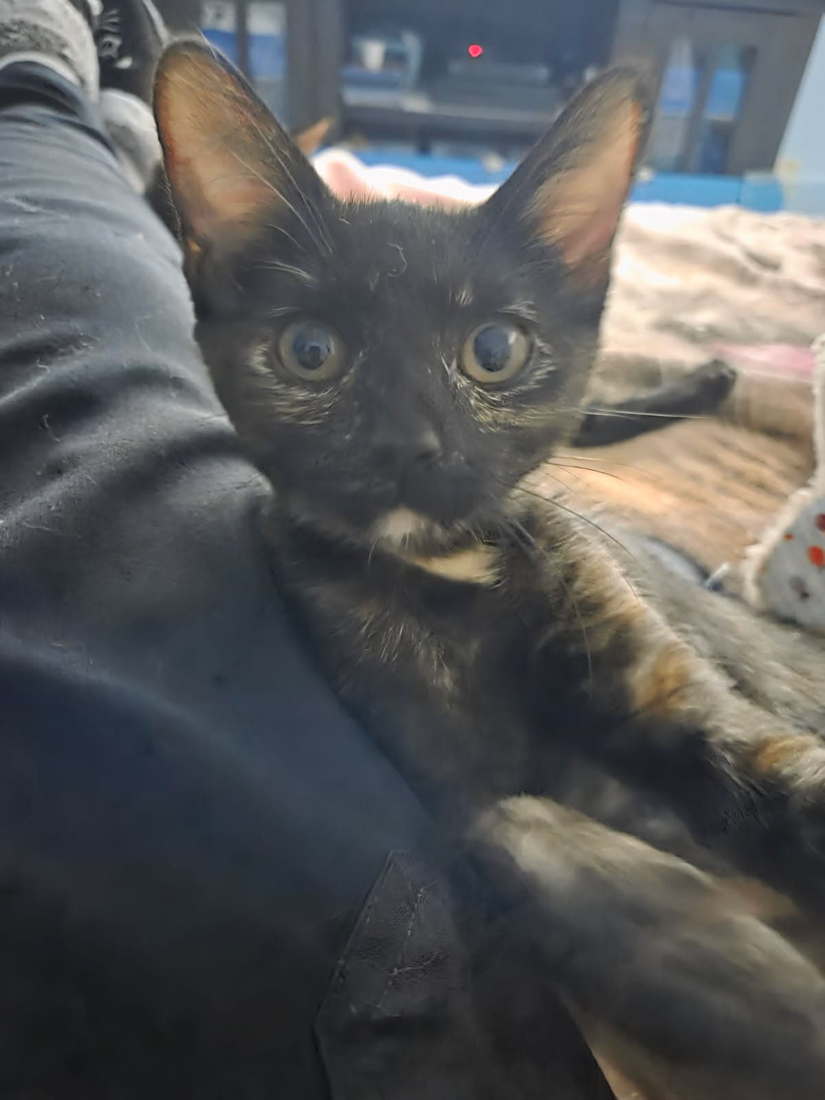 Pumpkin - Domestic Short Hair