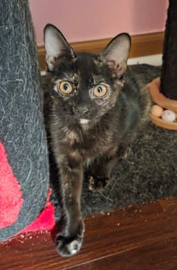 Velma image 1