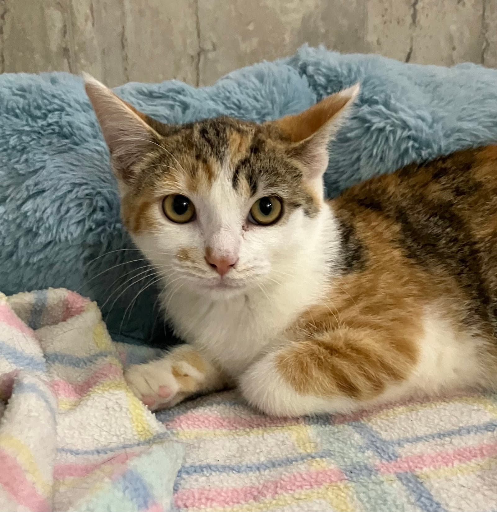 Madeline - Calico
