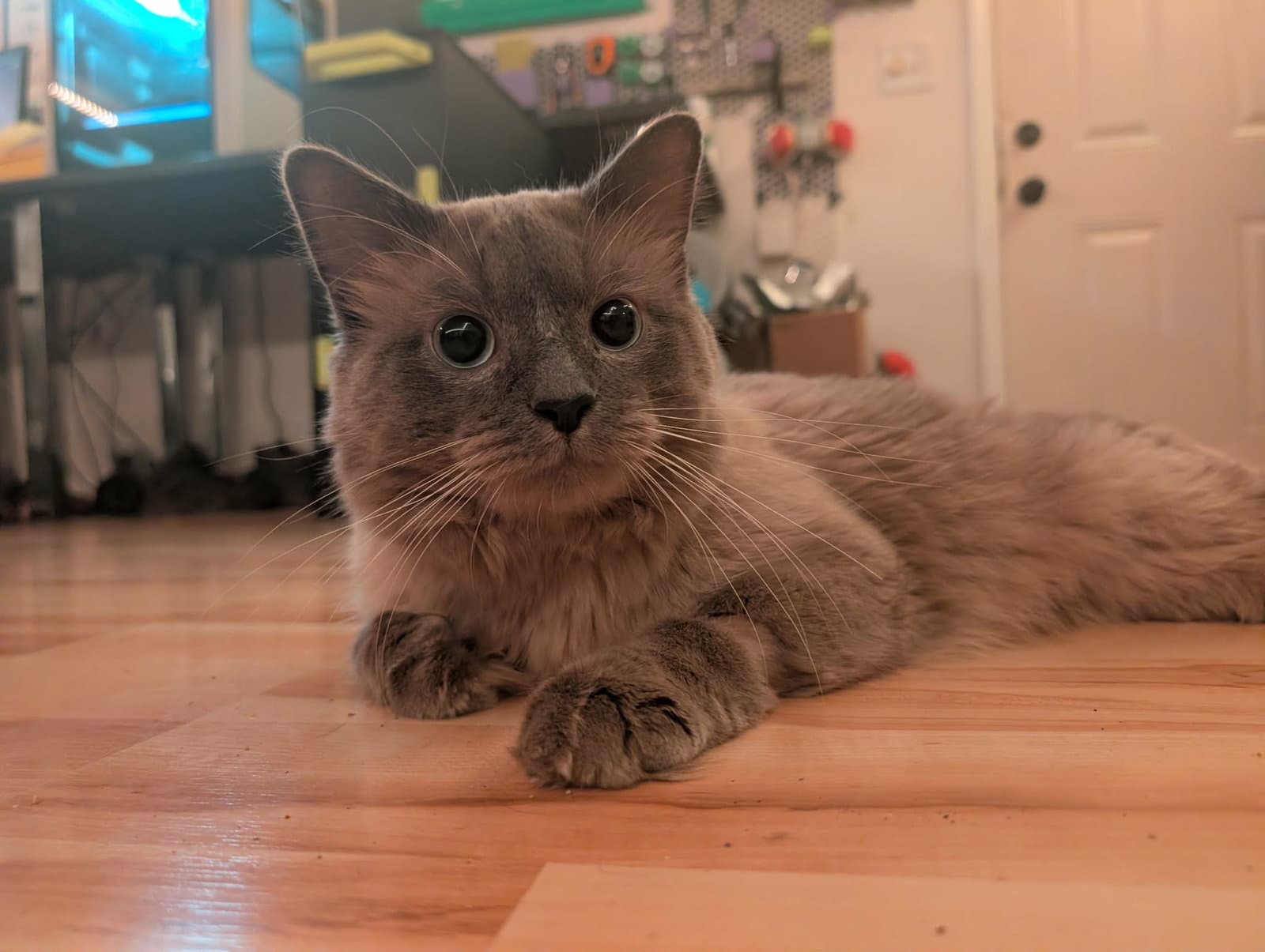 Preston - Domestic Long Hair