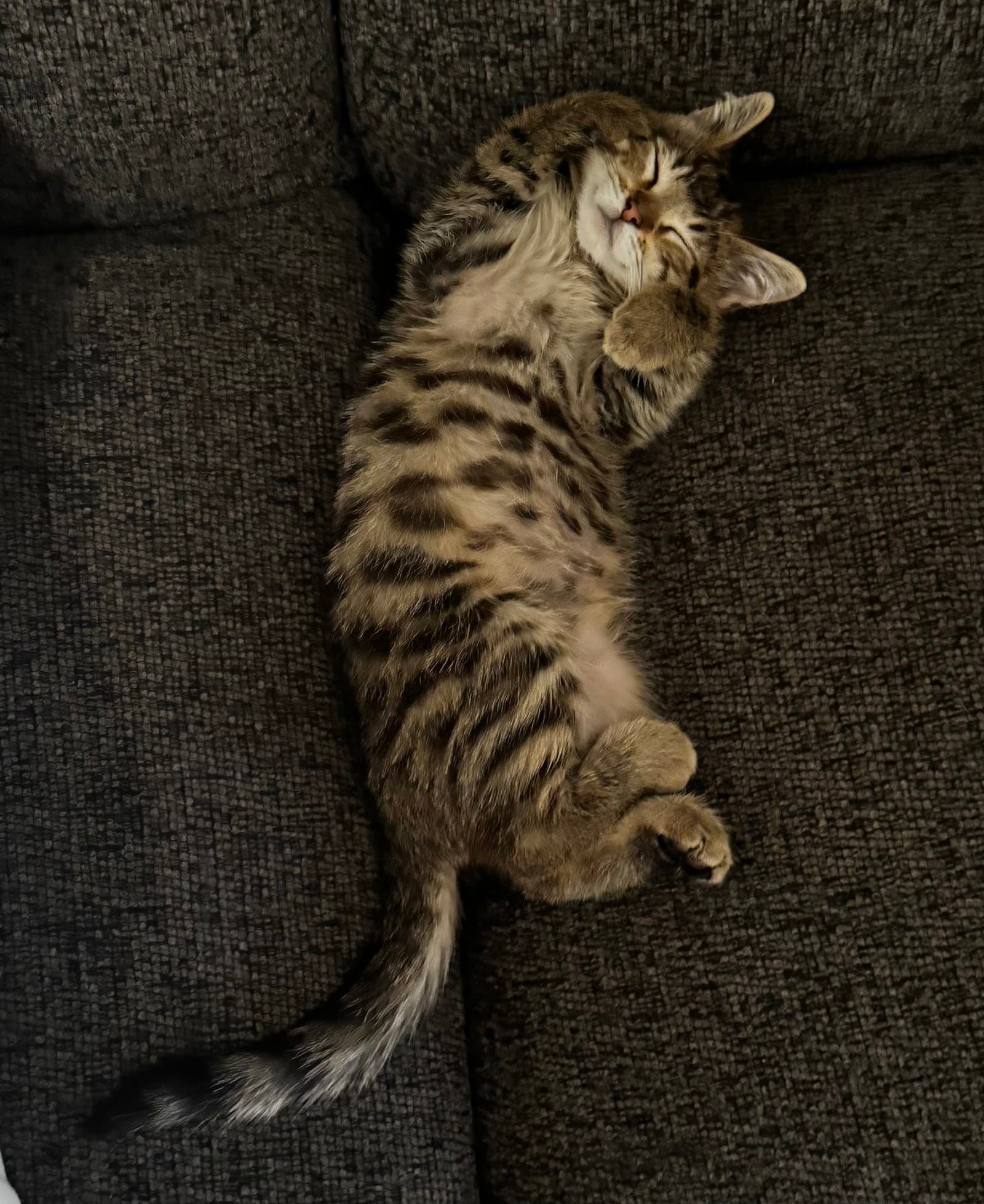Espresso - Domestic Short Hair