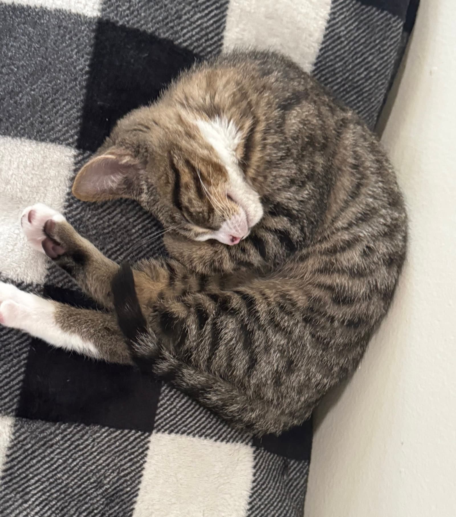 Bean - Domestic Short Hair