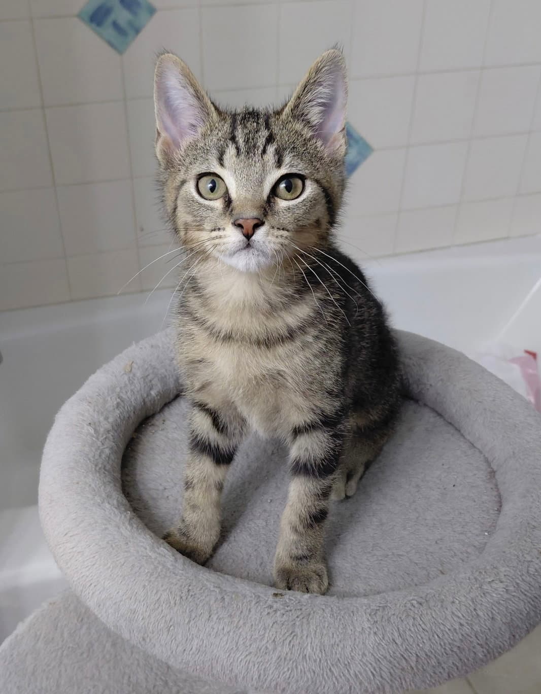 Finn Bonded To Custard - Domestic Short Hair