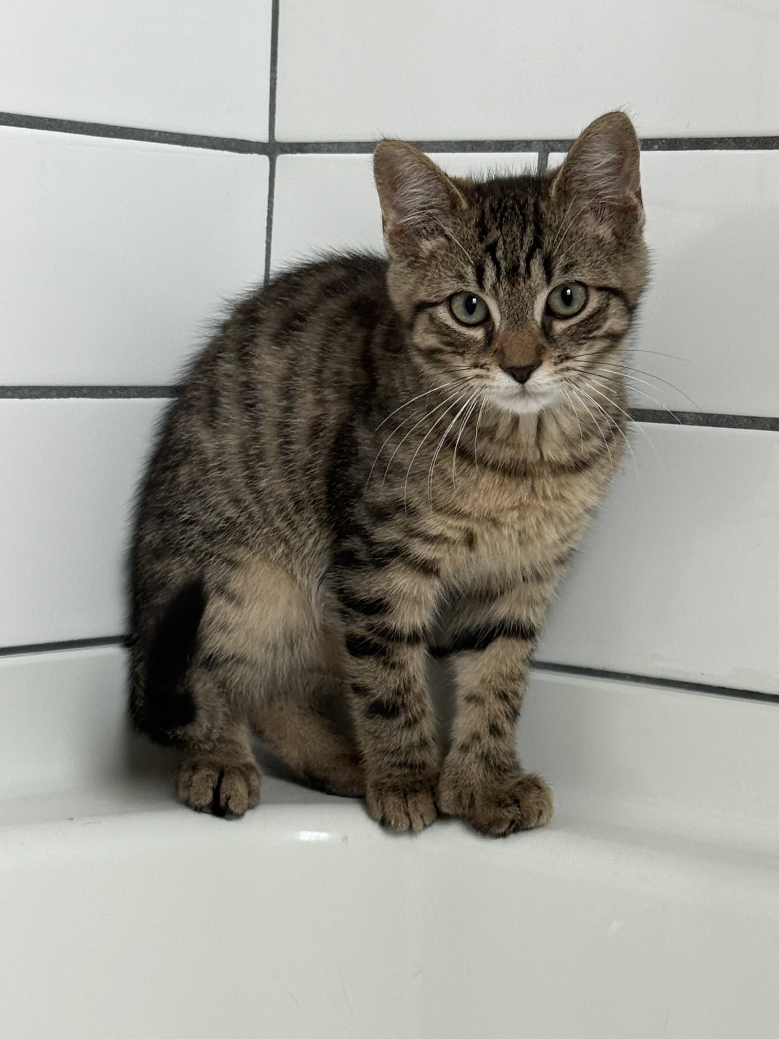 Tiffin - Domestic Short Hair