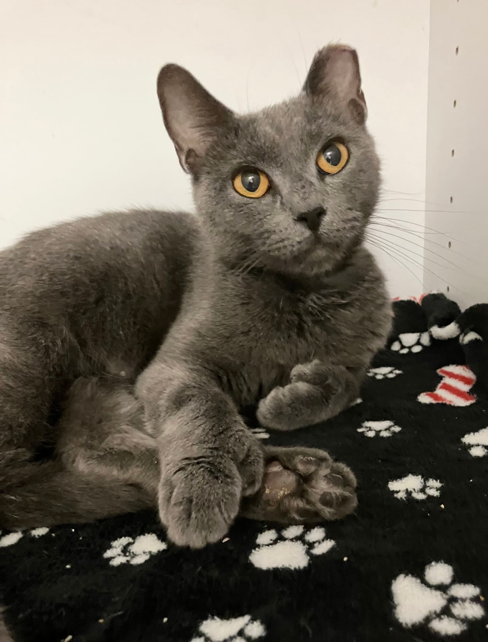 Beverly - Domestic Short Hair