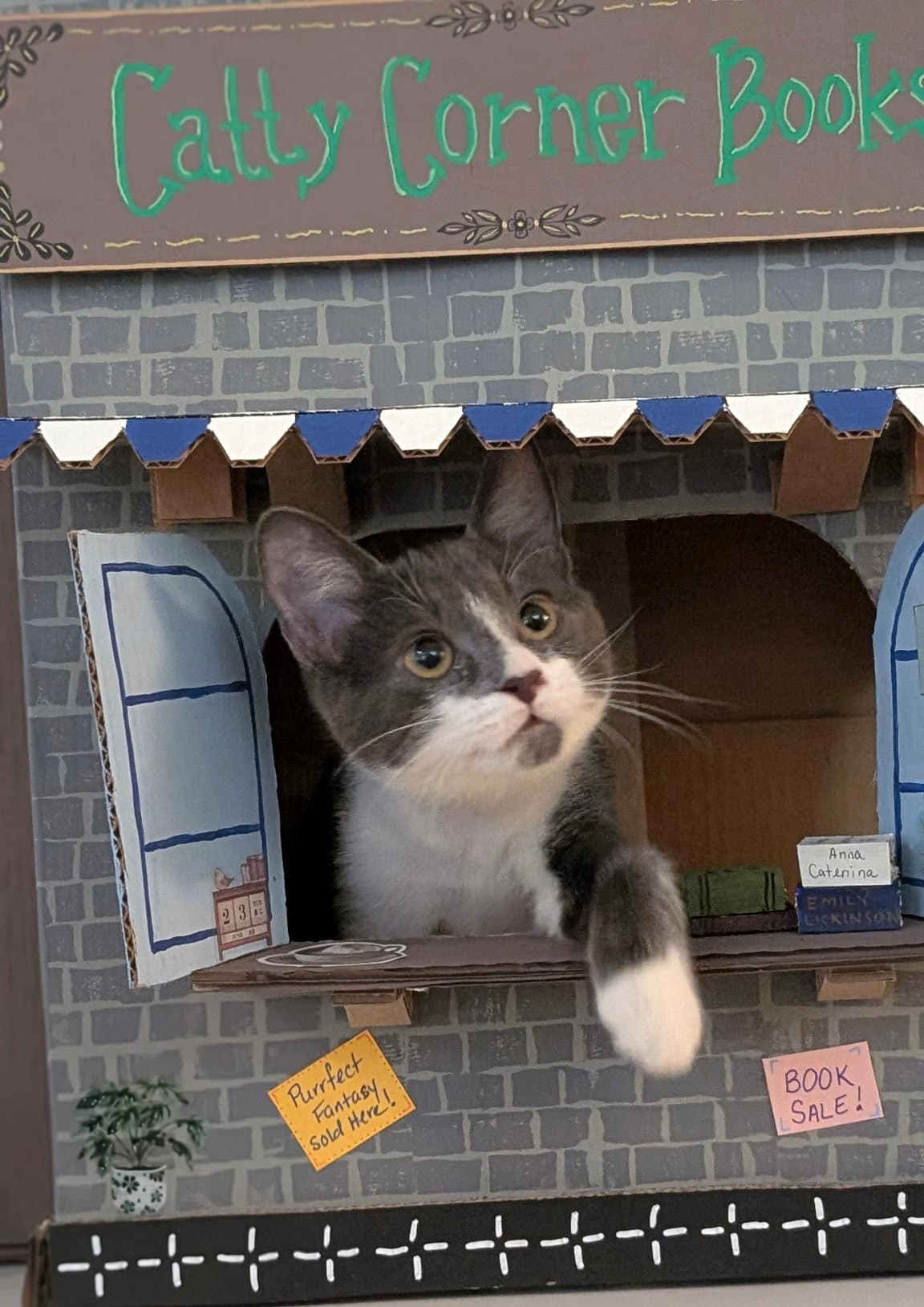 Butterball - Domestic Short Hair