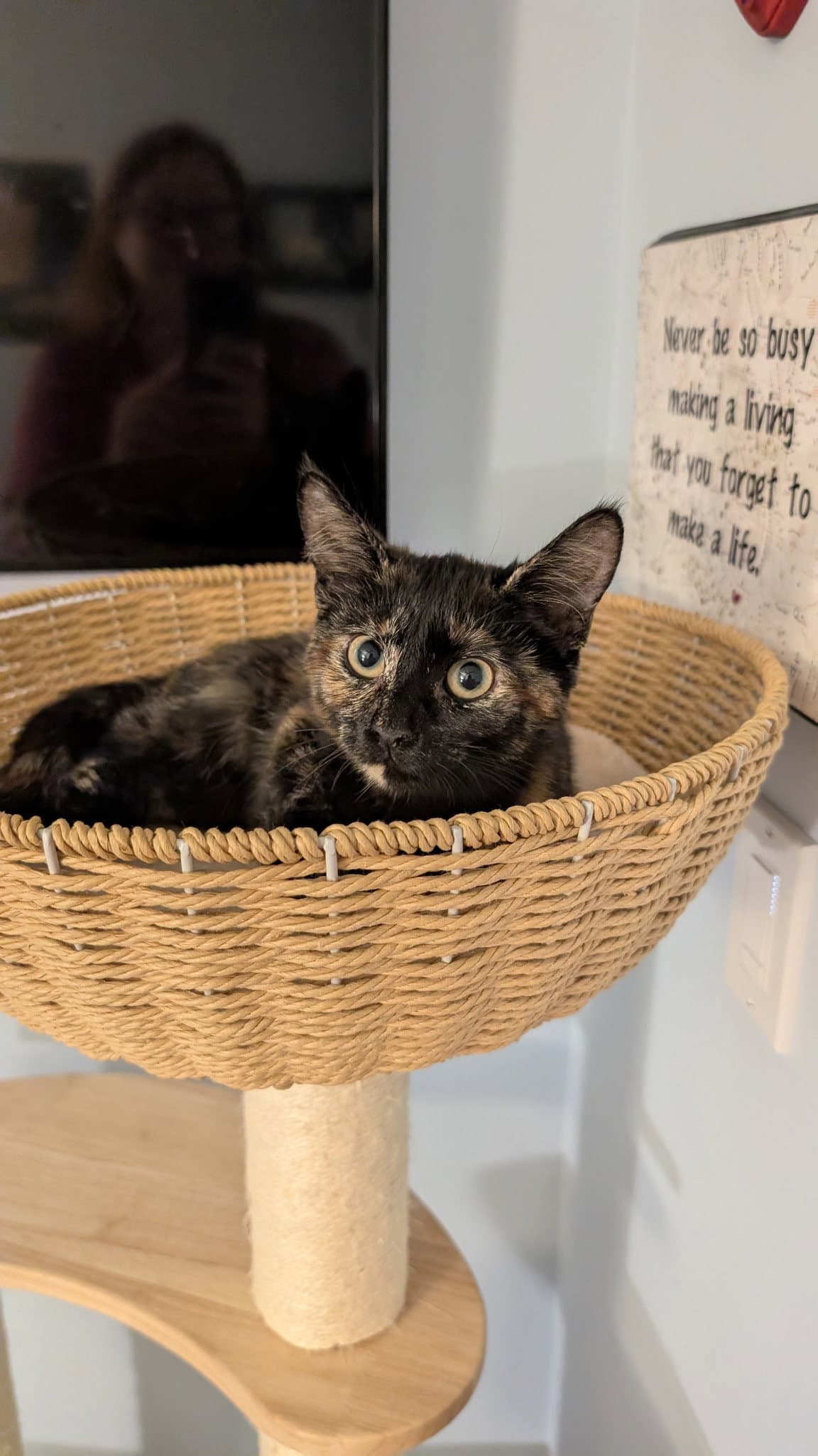 Scout - Domestic Short Hair