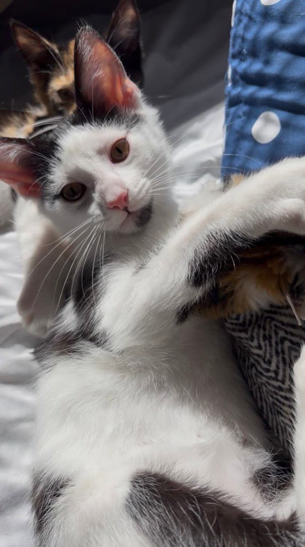 Winnie - Domestic Short Hair