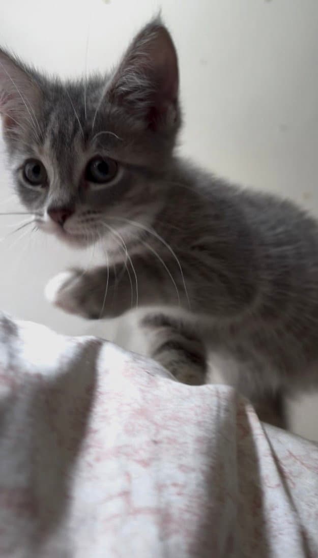 Roo - Domestic Short Hair