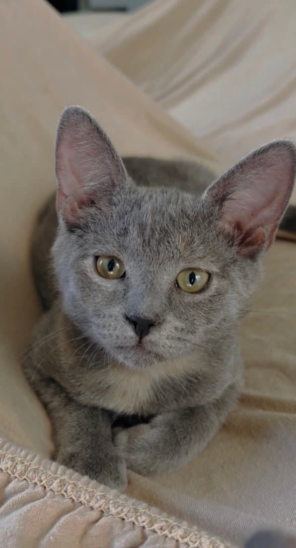 Eyore - Domestic Short Hair