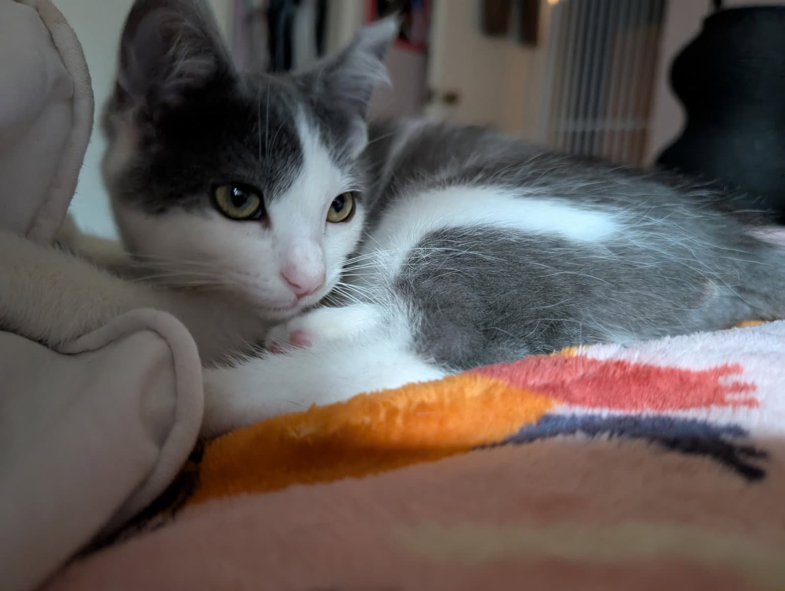Jellybean - Domestic Short Hair