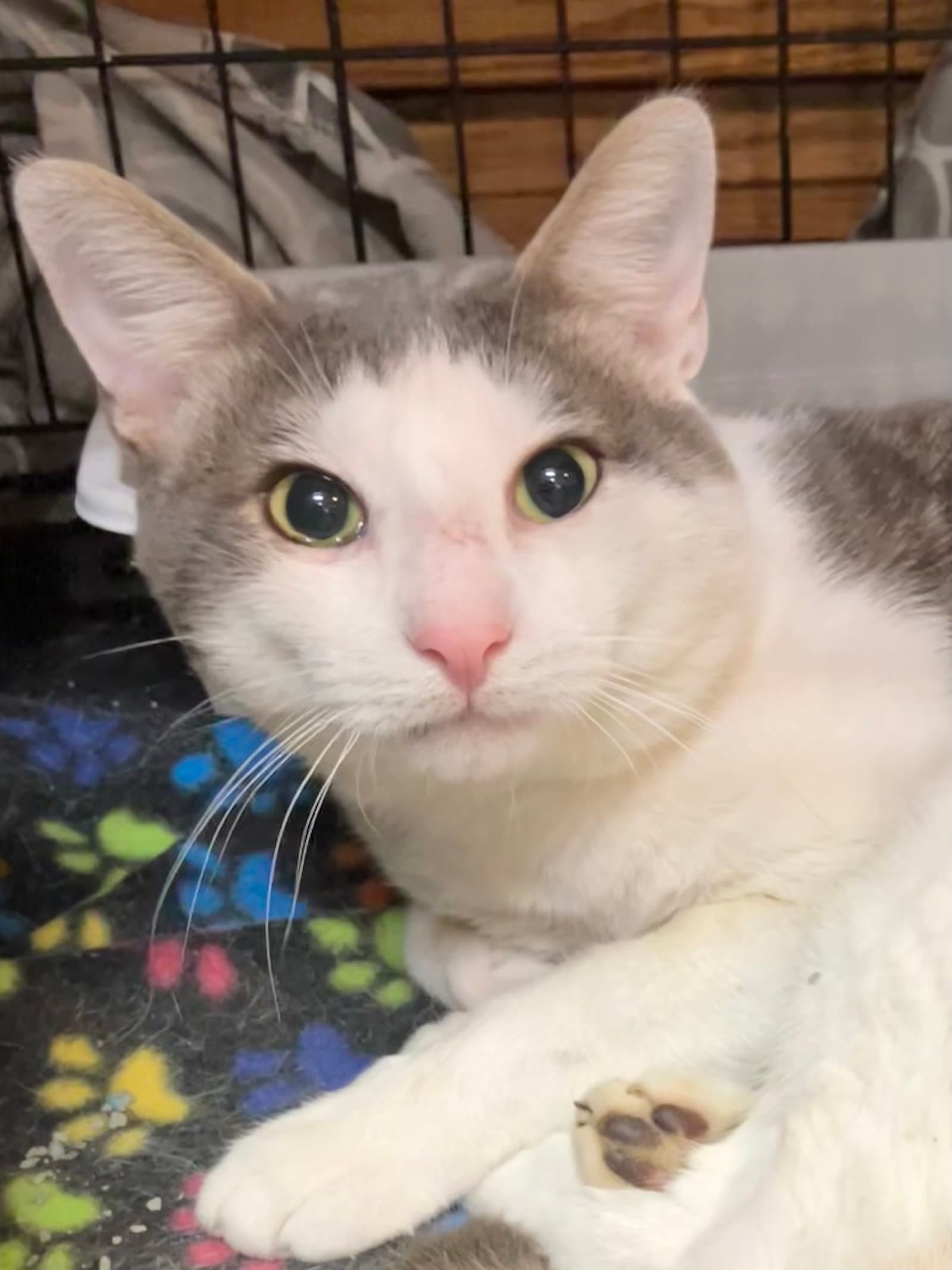 Wilberforce - Domestic Short Hair