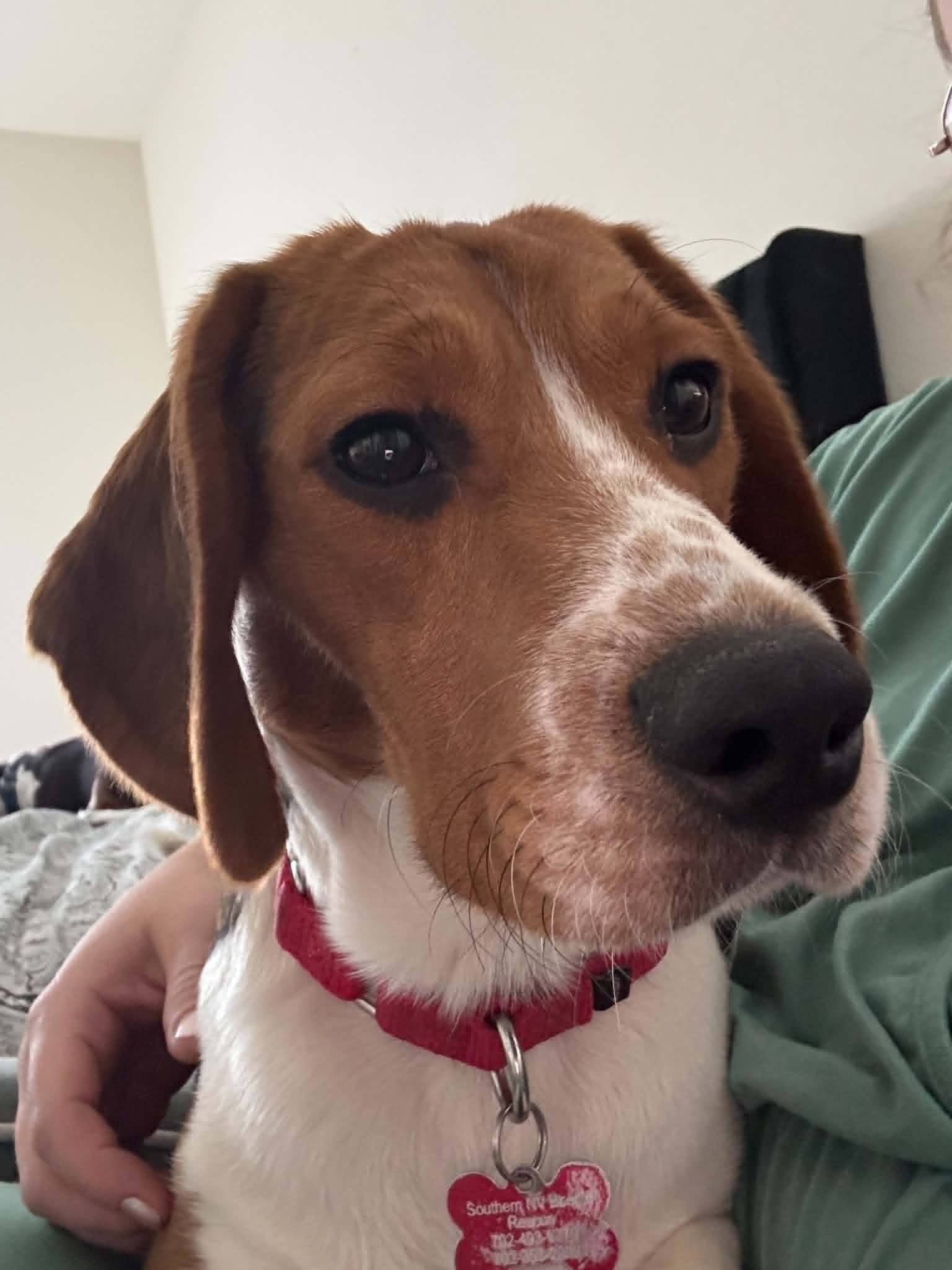 Caspian - Beagle